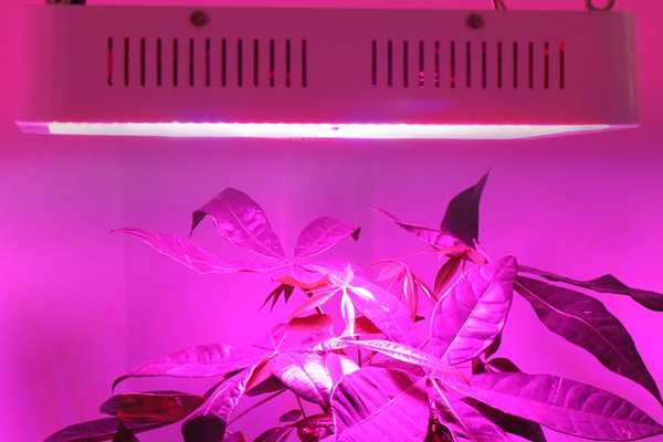 LED植物生长灯