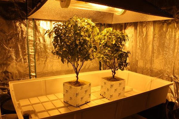 LED植物生长灯