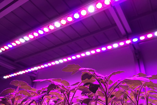 LED Grow Light Bar
