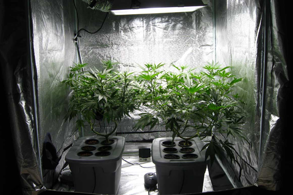 Grow Tent